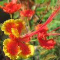 Flamboyant nain rouge orange - Caesalpinia pulcherrima - 2 à 3m